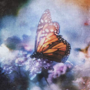 妙玉开庖野史最精髓的十句话
